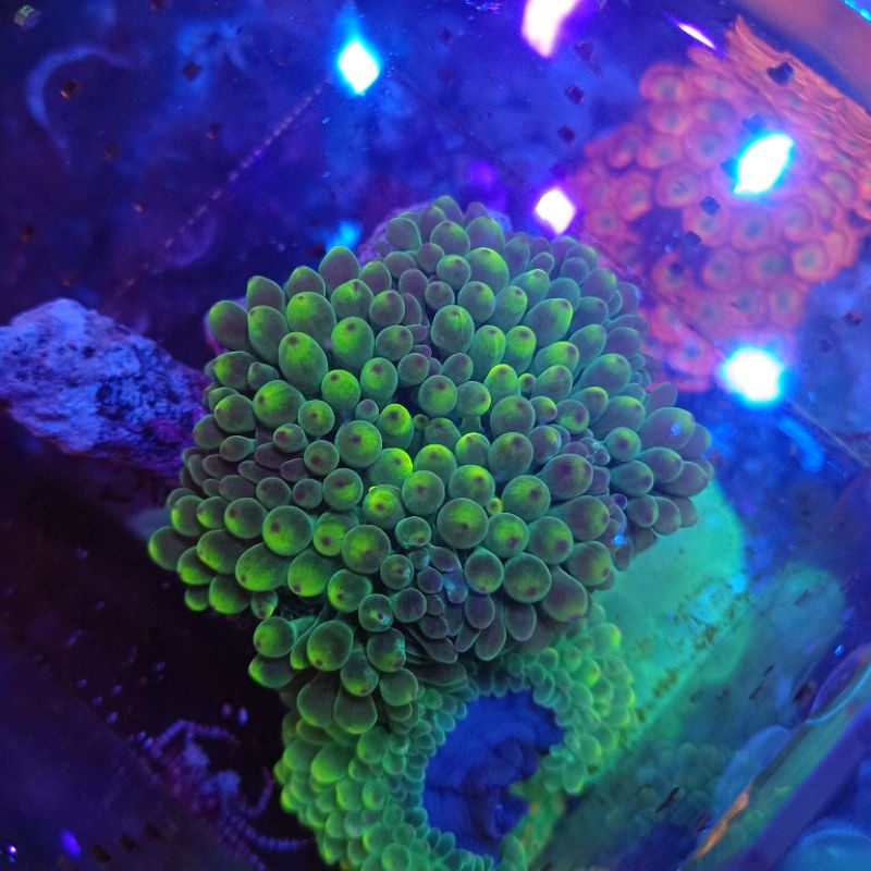 anemon jagung hijau metalik bubble anemon coral aquarium lut
