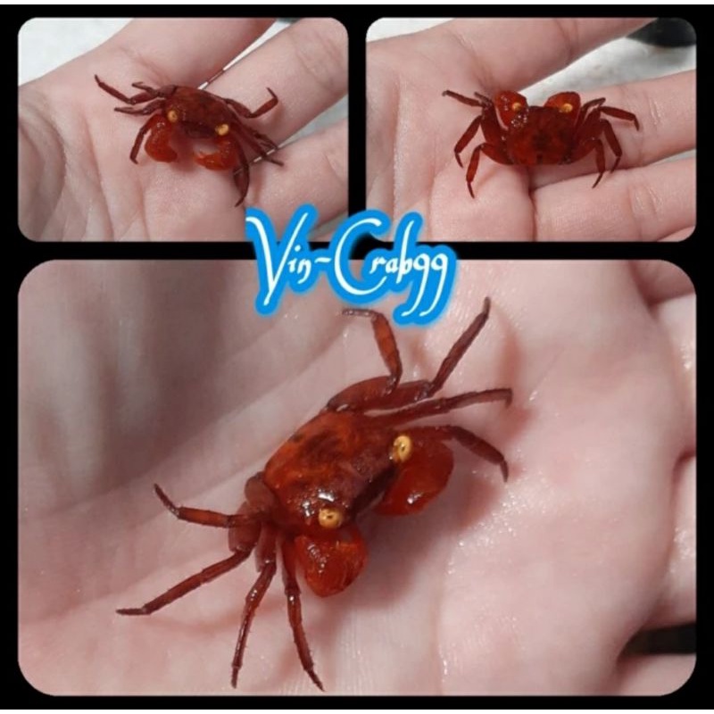

Kepiting Hias Red Drakula