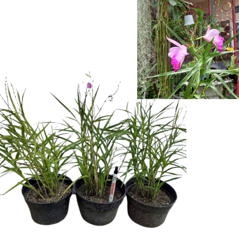 arundina anggrek tanah dewasa berbunga wangi