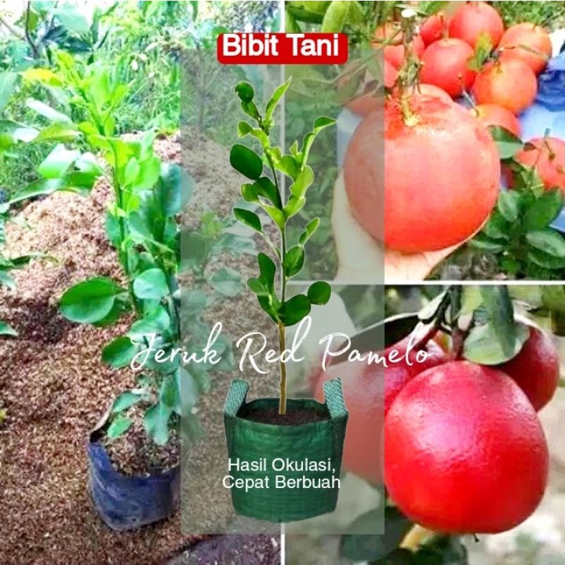 COD Terpercaya Bibit Tanaman Buah Jeruk red pamelo thailand hasil okulasi Jkt