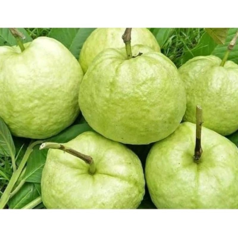 

jambu kristal super 1 kg
