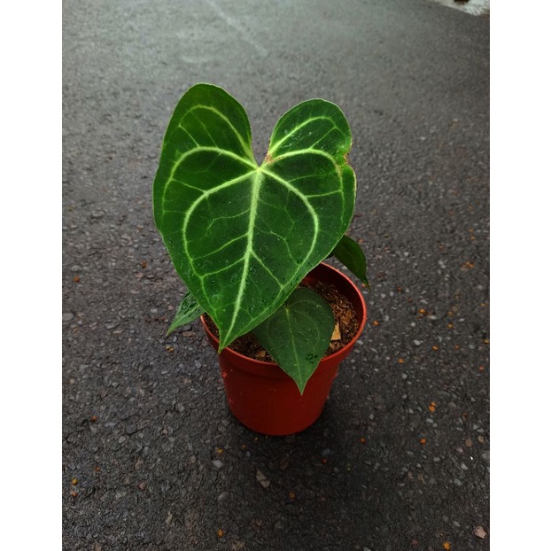 Anthurium Clarinervium Hybrid