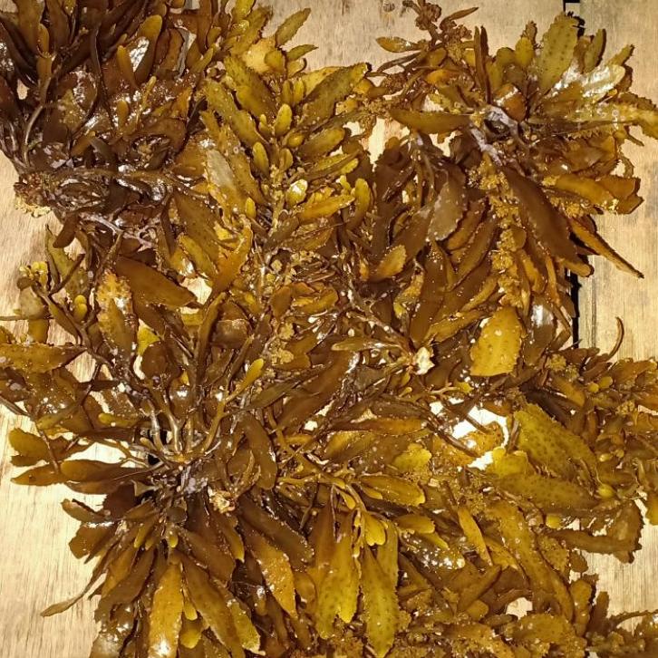 

ARTLl2L6--rumput laut sargassum sp murni | sargasum segar / kering | alga coklat | hai zhao