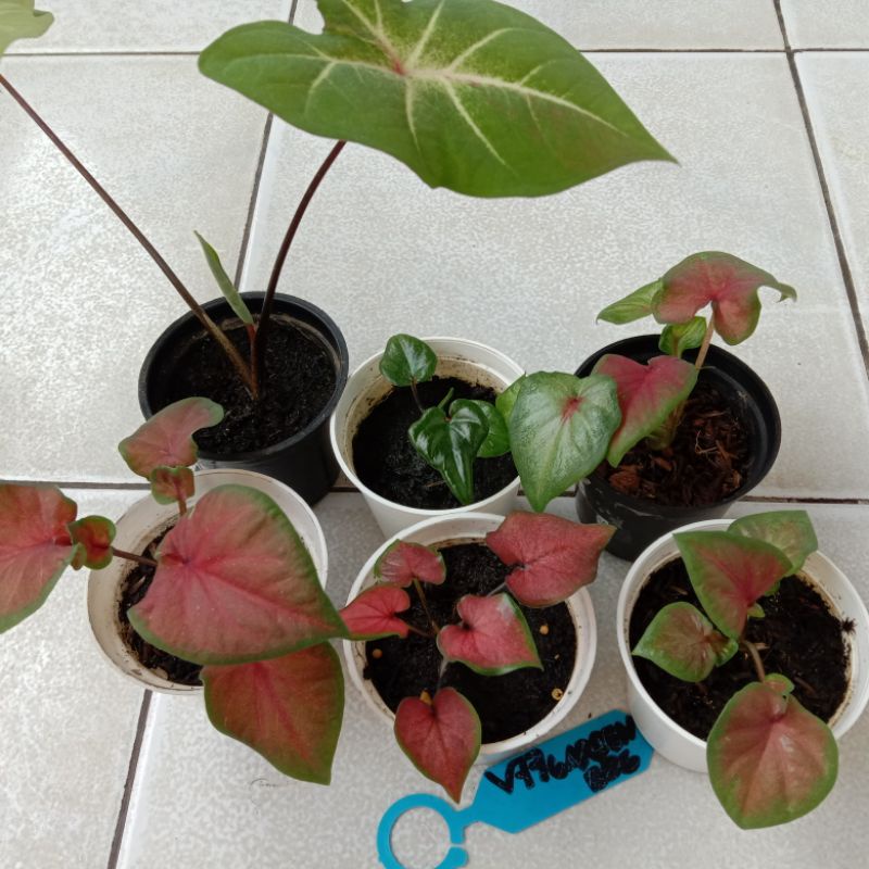 (BIG SALE) Promo Paket Hibrid/Silangan - Ekonomis (Ori Biji & Cacahan) - Thailand Series, Double Lea