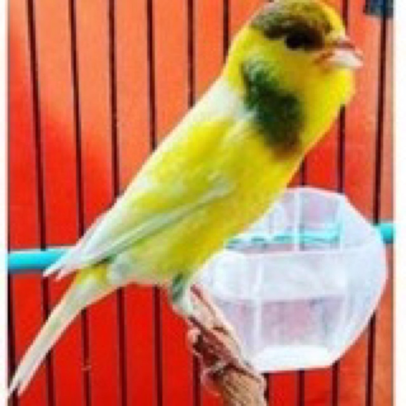 BURUNG KENARI AFS JANTAN GACORAN