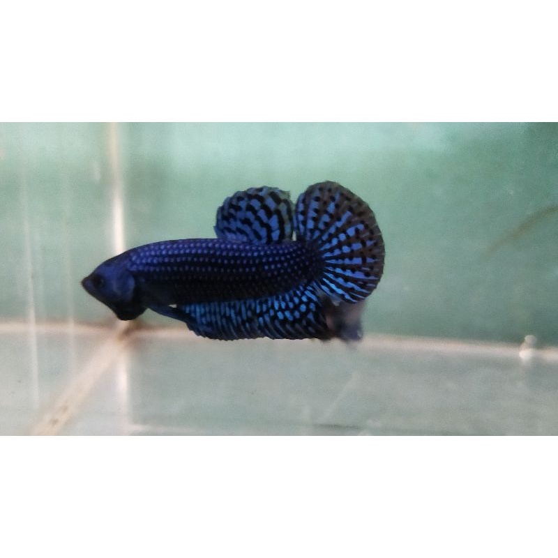 Jual Wild Betta Alien Hybrid (sepasang) | Shopee Indonesia