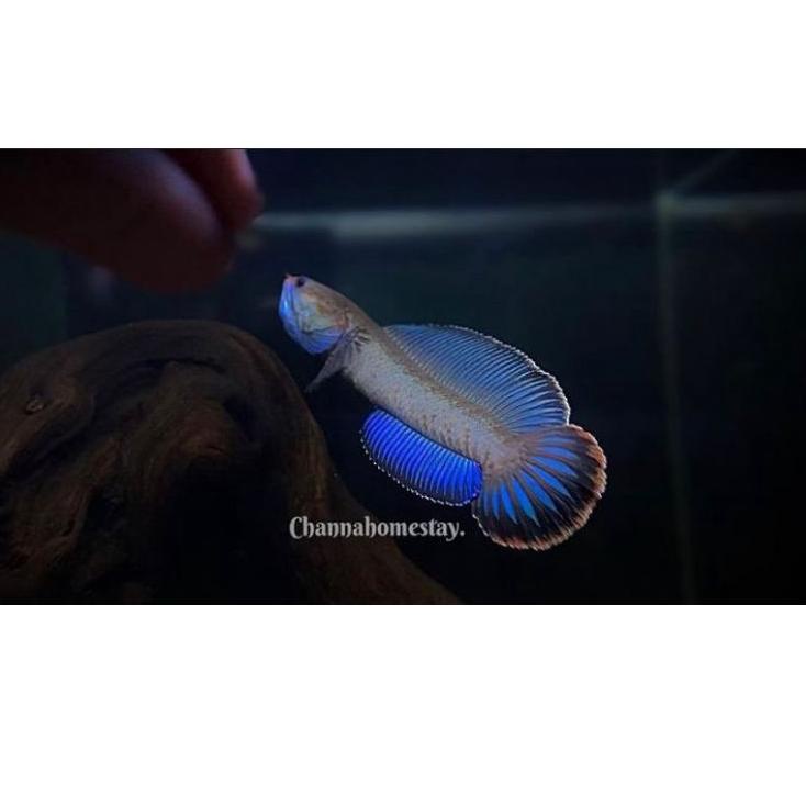 

Terbaik Minggu Ini!! ikan chana andrao 5-7cm calon gondrong Special 2020