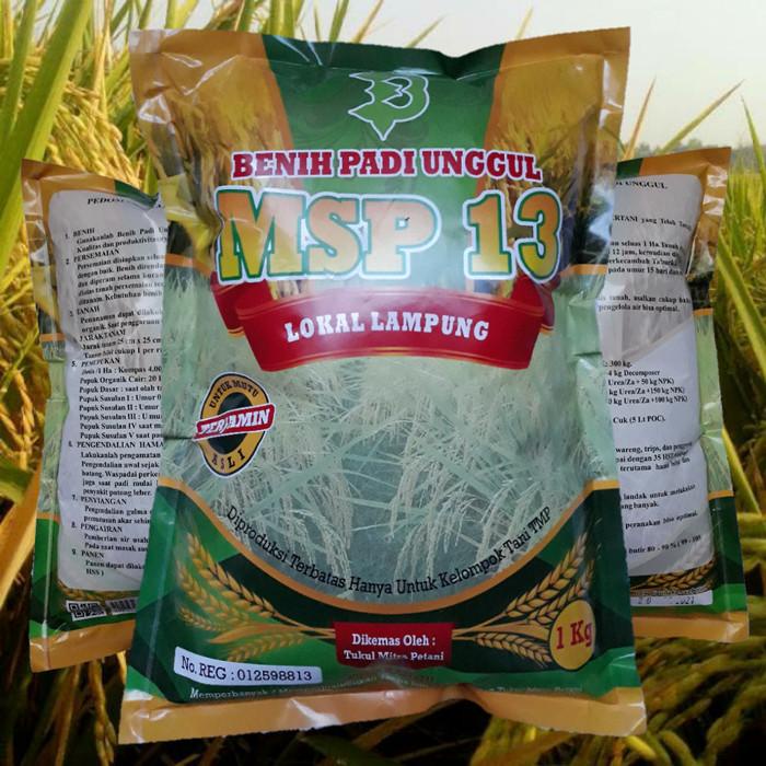 Bibit Padi Sertani MSP 13 / Benih Padi Sertani MSP 13 Best Seller