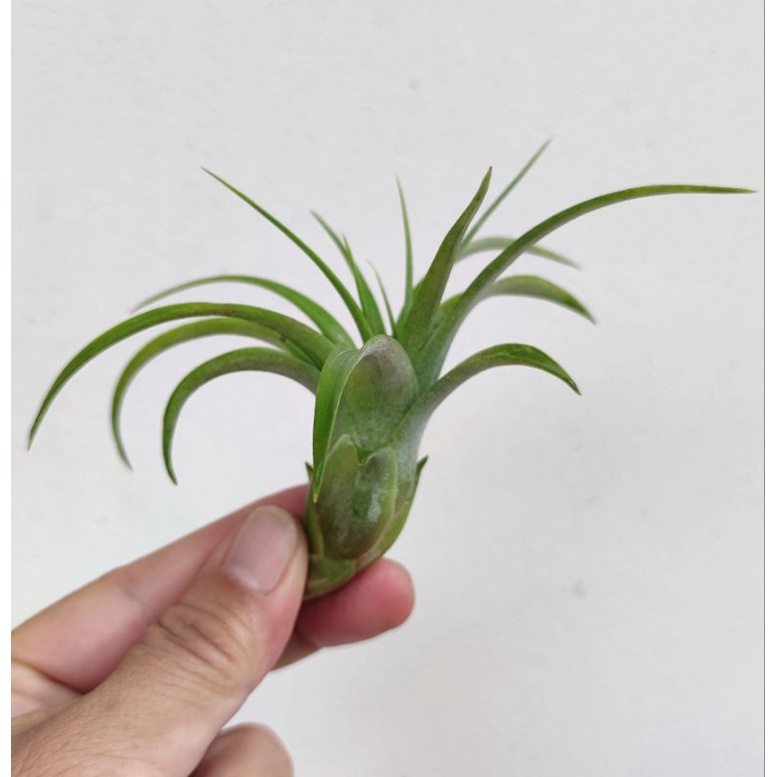 Tillandsia eric knobloch anakan (silangan streptophylla)