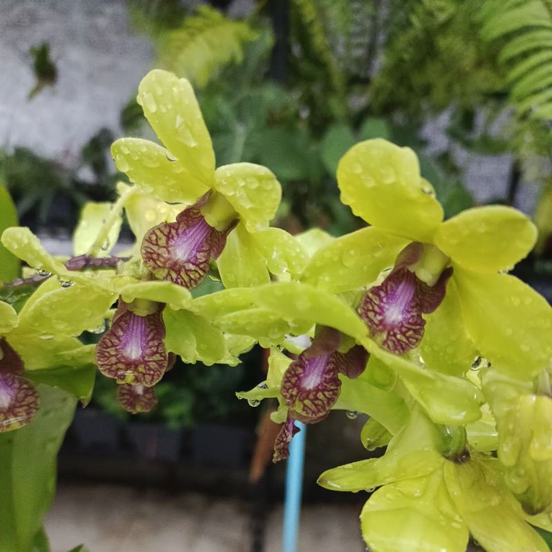 Anggrek Dendrobium Hijau lidah ungu