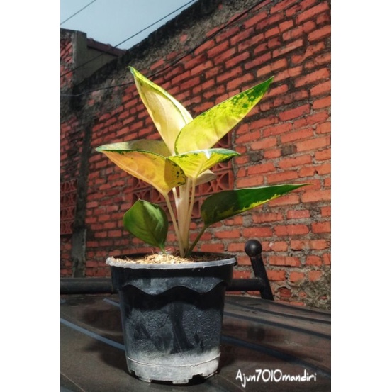 aglonema Sultan Brunei size dewasa