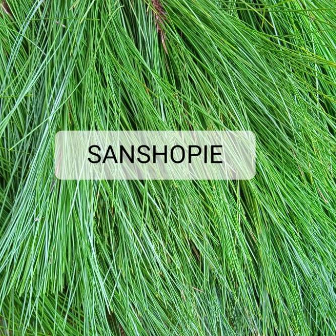 

Trxu1U5g--Daun Pinus Segar Petik Langsung Paket 1 Kg