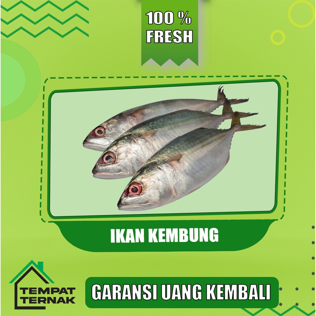 

Ikan kembung banjar / ikan kembung Segar Fresh bergaransi