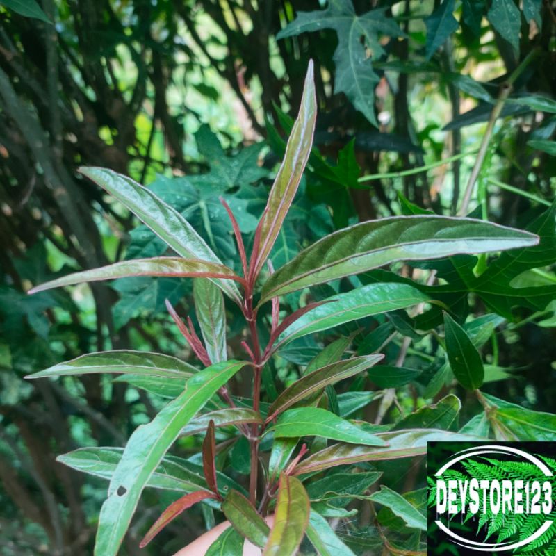 

Daun kesuma Seger paket 500 Grm Daun laksa petik