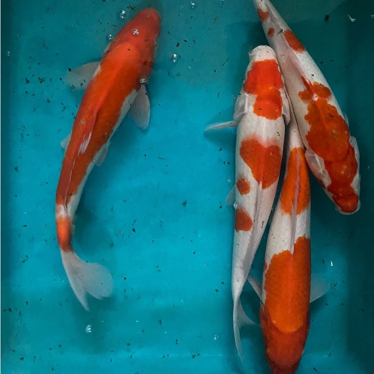 IKAN KOI KOHAKU Blitar 34-37cm Grade A+