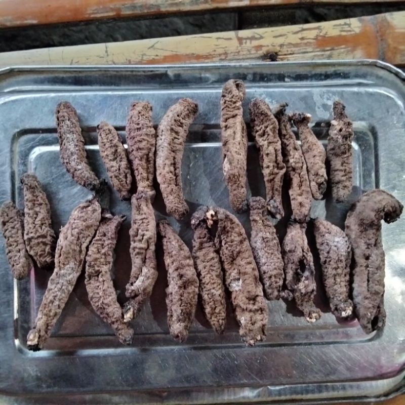

Terripang Coklat original sulawesi