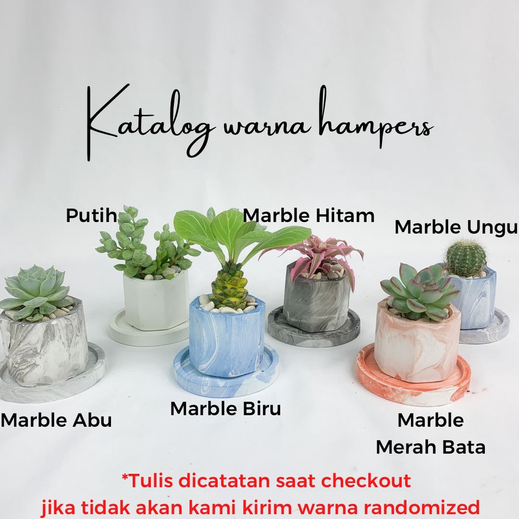 Hampers Souvenir Pernikahan Tanaman Hias Hidup Murah Minimalis Bisa Beli Satuan