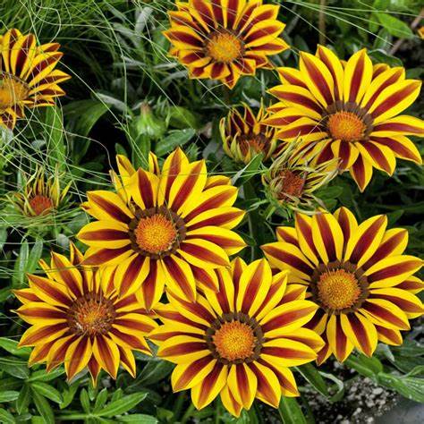 Bibit Tanaman Hias Bunga Matahari Mini Gazania Berbunga/Bunga Gazania