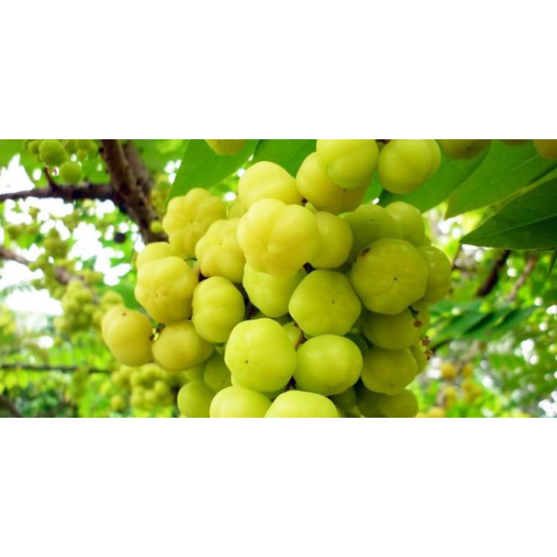 

Buah ceremai