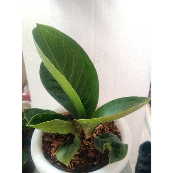 anthurium jemani mangkok super