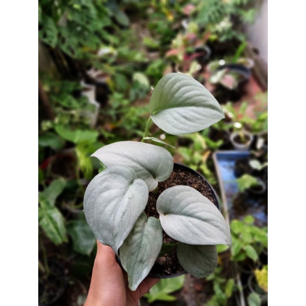 Scindapsus Silver Splash