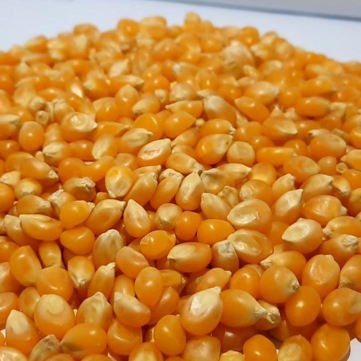 

Fresh--popcorn jagung mentah 500gram Bandung termurah