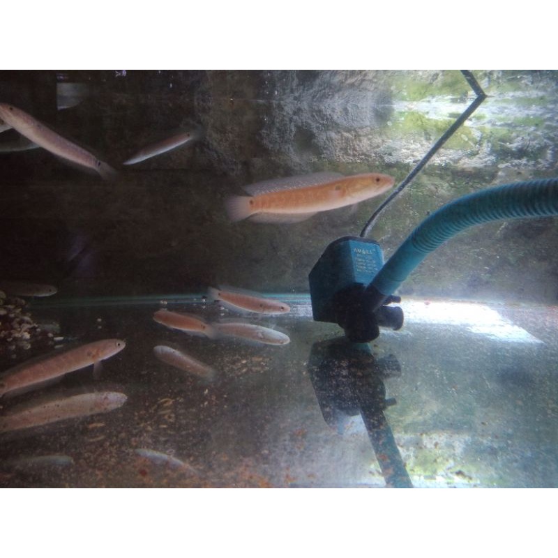 

Channa asiatica red 8-10cm