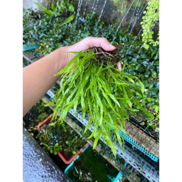 Trident mini Tanaman aquascape paludarium