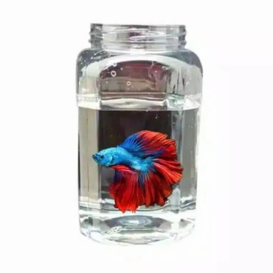 TOPLES JAR PLASTIK 2 LITER KOTAK IKAN CUPANG TANPA TUTUP