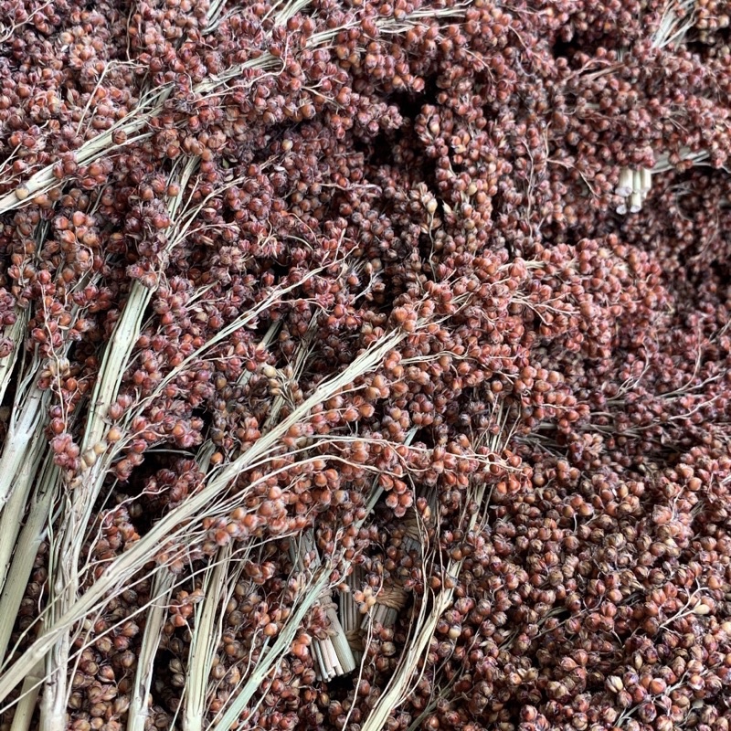 Red Sudangrass Sorgum 100gr | Sorgum Merah Tangkai | Sprays Hamster