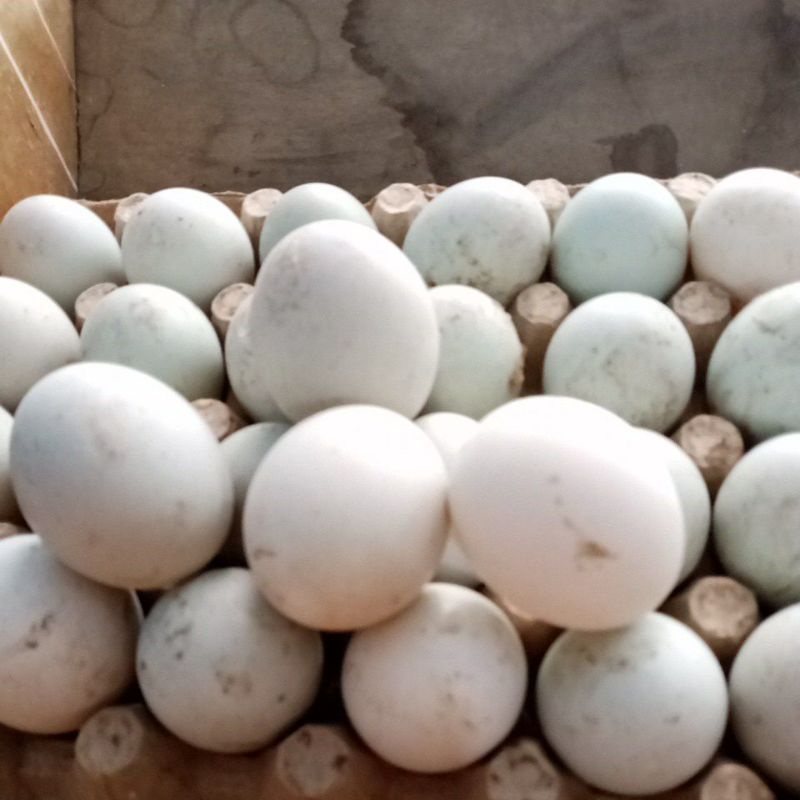 

Telur bebek