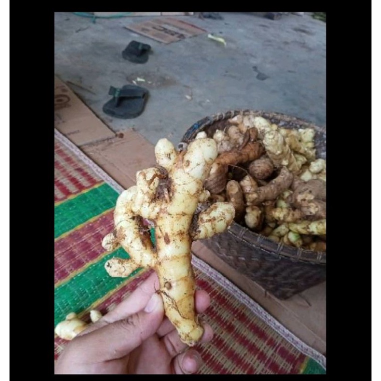 

kunyit putih 1 kg, temu putih segar , kunyit putih , obat herbal obat kanker