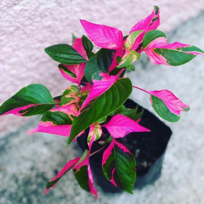 tanaman hias sepia daun pink