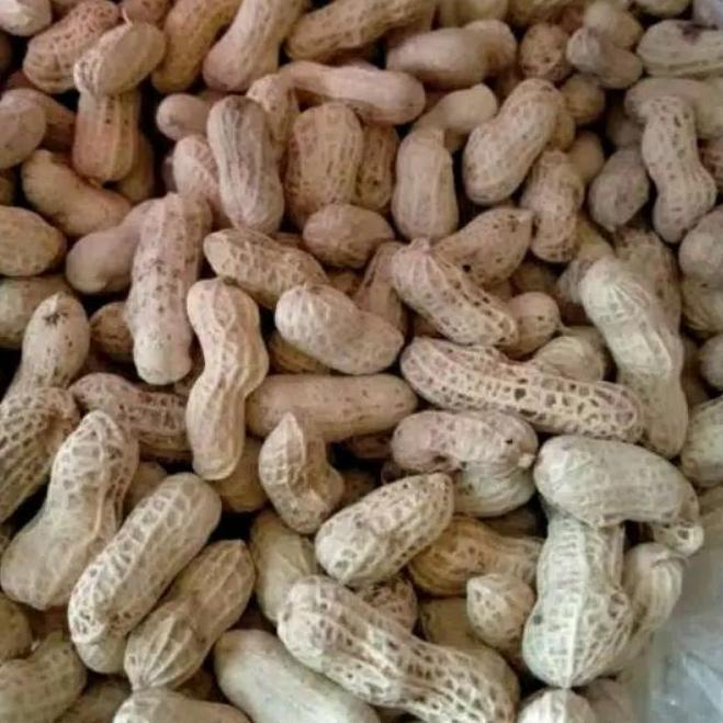 SALE✅[ 500gr ] Kacang Kulit Oven Kering Snack Kiloan Termurah|KD2