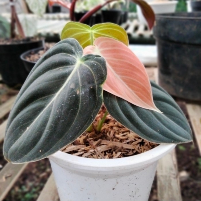 Philodendron Melanochrysum Size Baby - Philo Melano