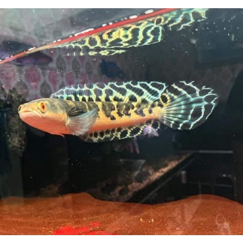 essen oren riau 7-8cm grade A