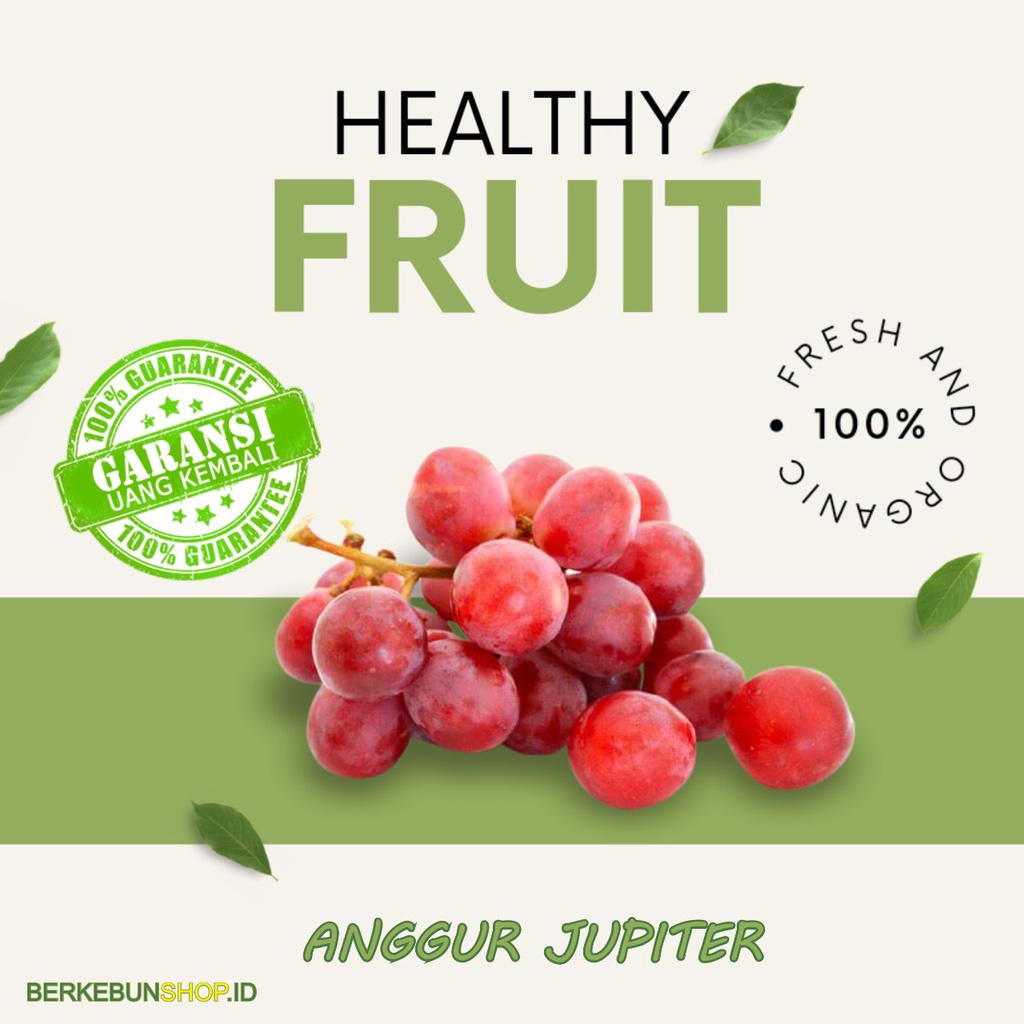 Bibit Anggur Jupiter Anggur Yupiter Import Super Unggul Siap Tanam Cepat Berbuah Hasil Grafting Berk