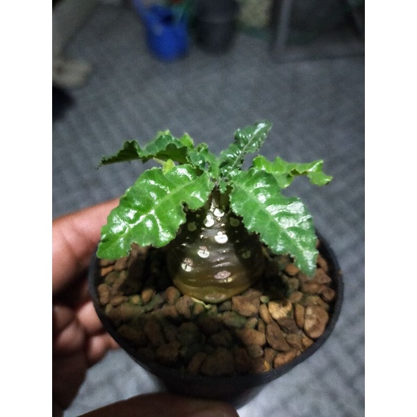 Dorstenia Hybrid