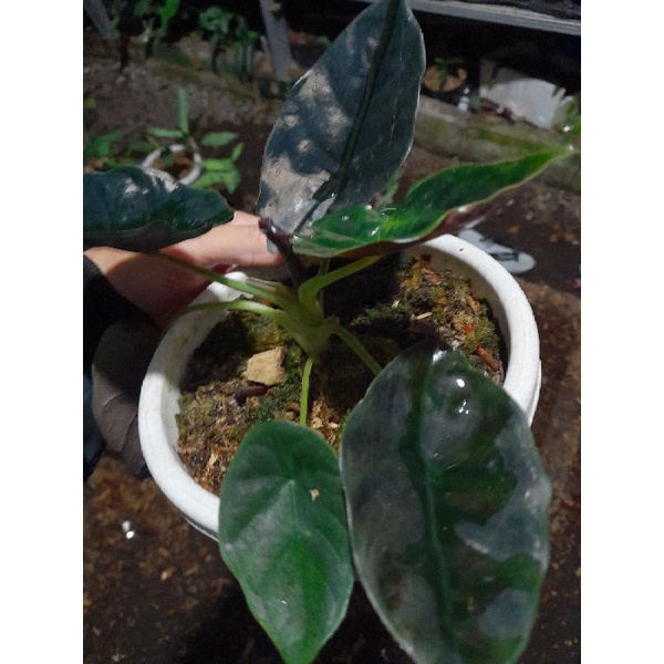 Tanaman hias alocasia red infernalis
