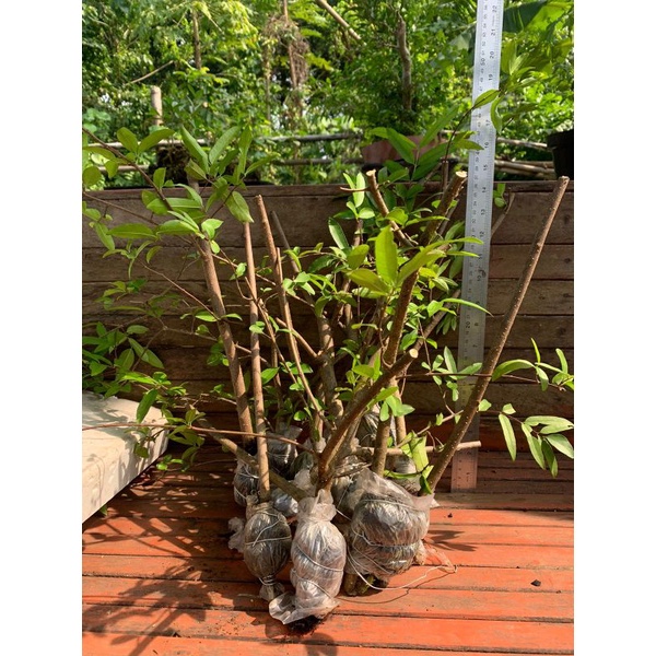 Anting putri turun cangkok