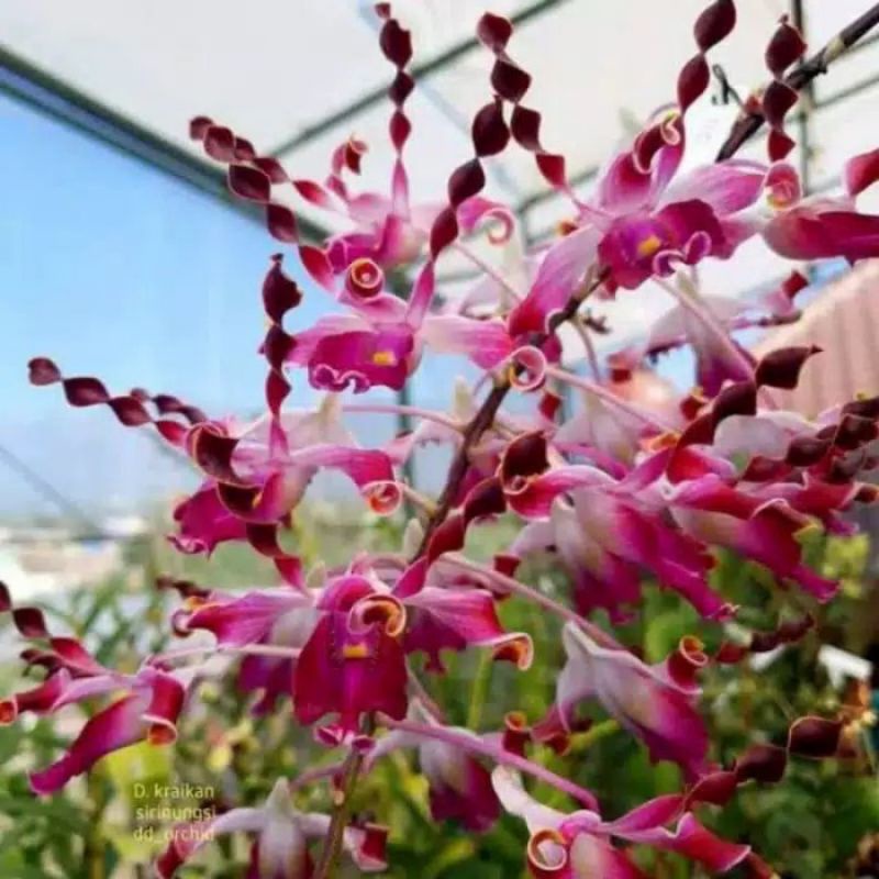COD anggrek Dendrobium kraikan sirinungsi // anggrek dewasa