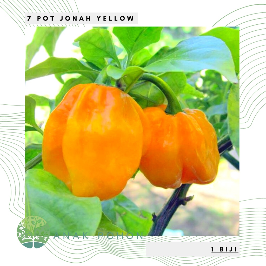 Benih Bibit Biji - Cabai 7 Pot Jonah Yellow Cabe Super Pedas Pepper Seeds