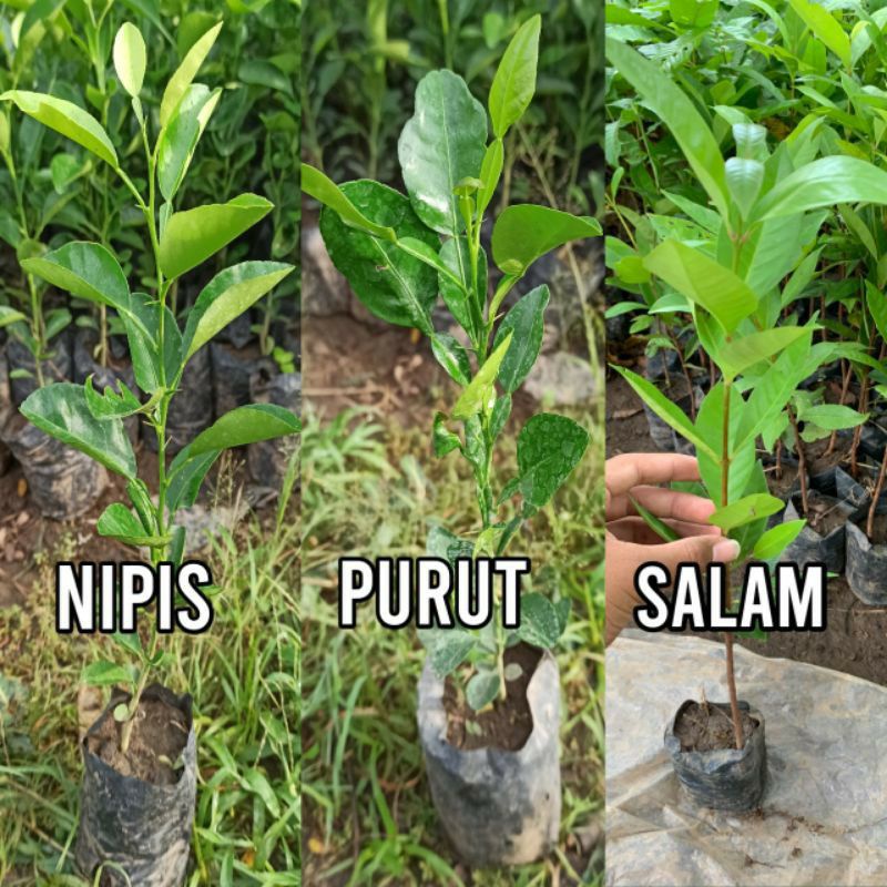 

3 bibit tanam jeruk purut, nipis, salam