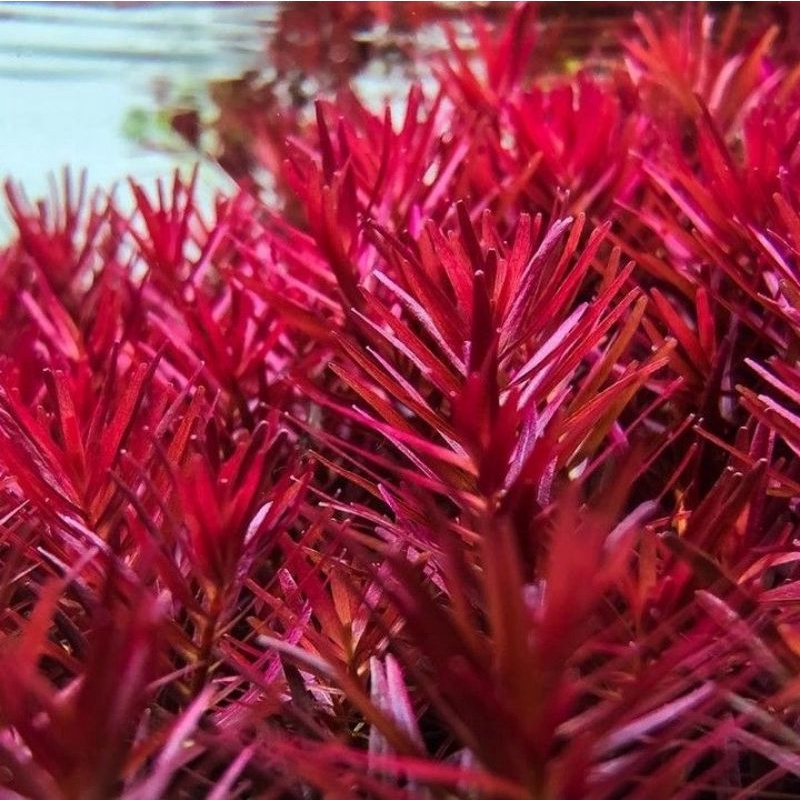 Jual Rotala blood reed paket 10 batang Tanaman aquascape hiasan ...