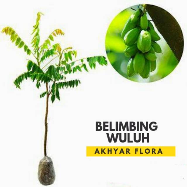 Bibit Belimbing Wuluh Tanaman Buah Belimbing Wuluh Bibit Belimbing UNGGULAN