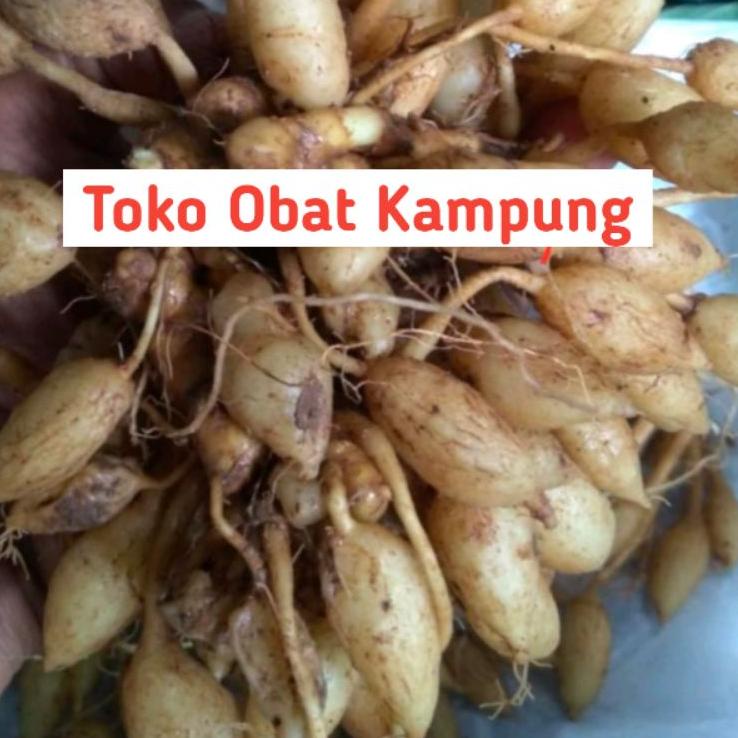

ARTE9q4P--Kunyit Putih Gembyok Fresh 1Kg