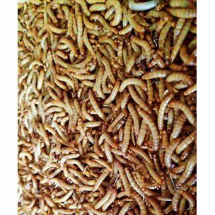 ULAT HONGKONG HIDUP 30 GRAM  || ULAT HIDUP || MEALWORM