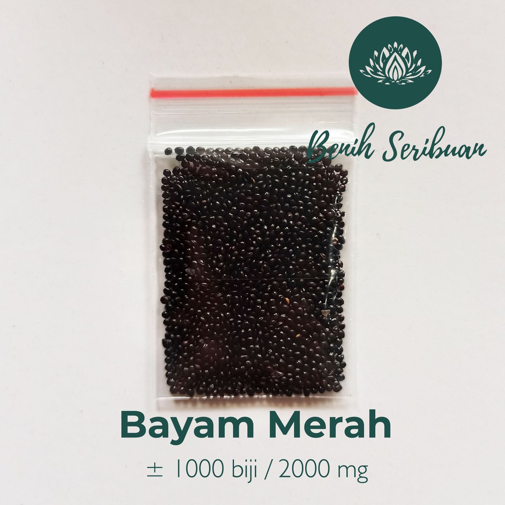 1000 Biji Benih Bayam Merah Red Bintang Asia Bibit Sayuran Tanaman Sayur Berkualitas