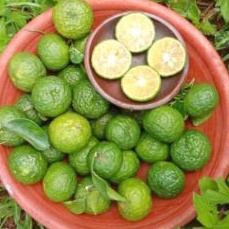 

JERUK PURUT MURAH 100 gr