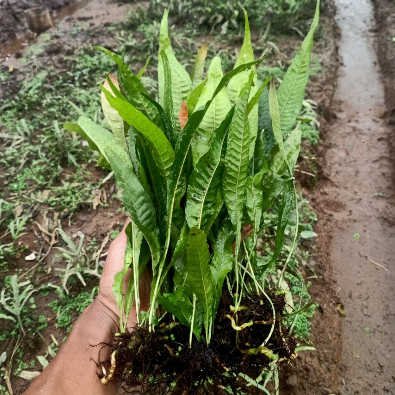 Jual Promo Daun Kadaka Jumbo Tanaman Aquacape Shopee Indonesia